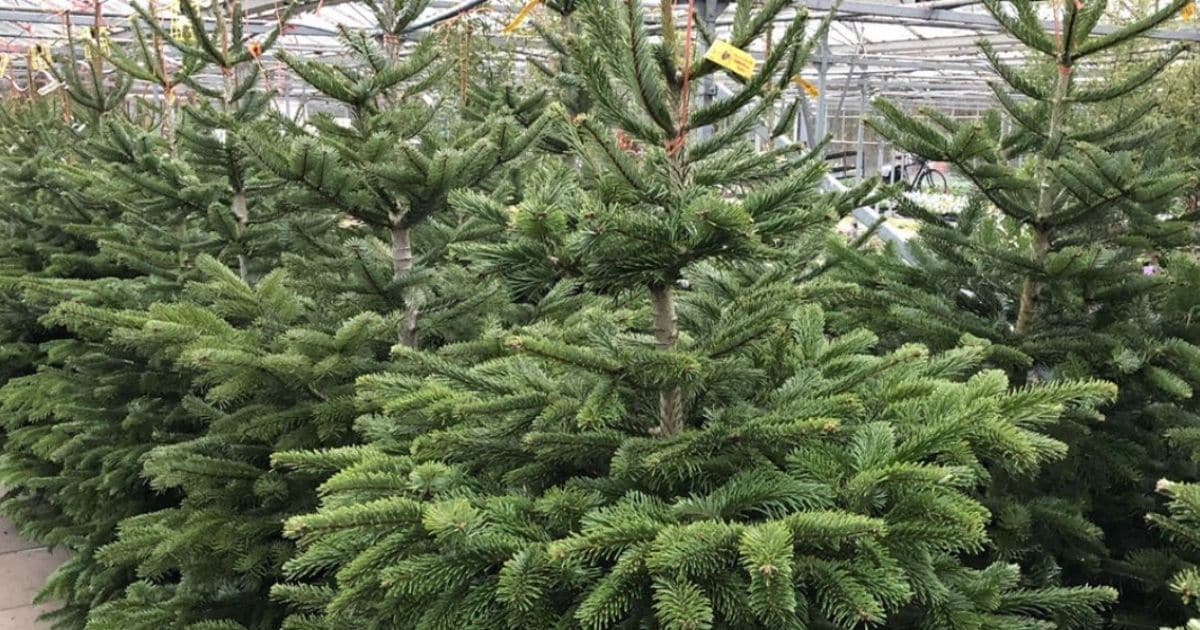 Woolpit Nurseries – Family Run Plant Nursery