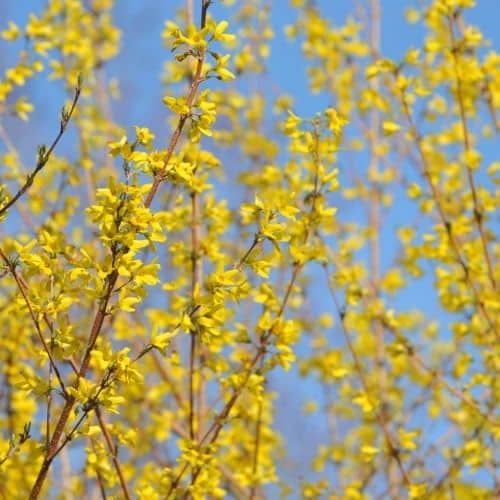 Woolpit Nurseries – Family Run Plant Nursery