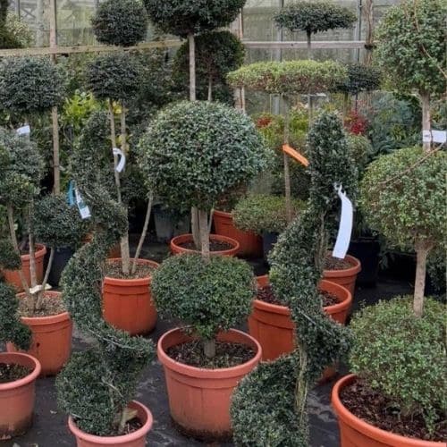 Woolpit Nurseries – Family Run Plant Nursery