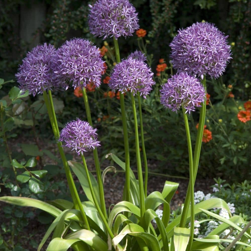 Woolpit Nurseries – Family Run Plant Nursery