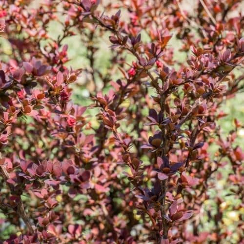 Woolpit Nurseries – Family Run Plant Nursery