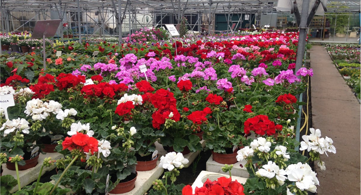 Woolpit Nurseries – Family Run Plant Nursery