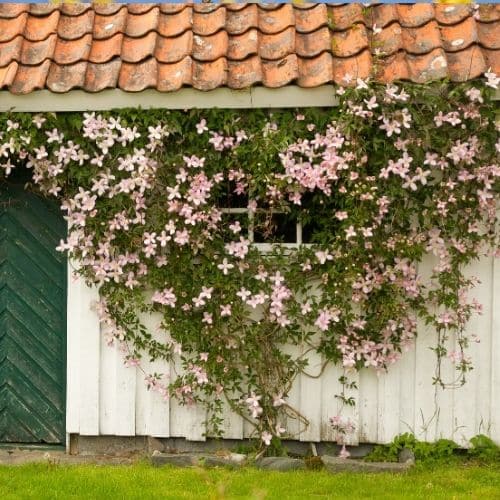 Woolpit Nurseries – Family Run Plant Nursery