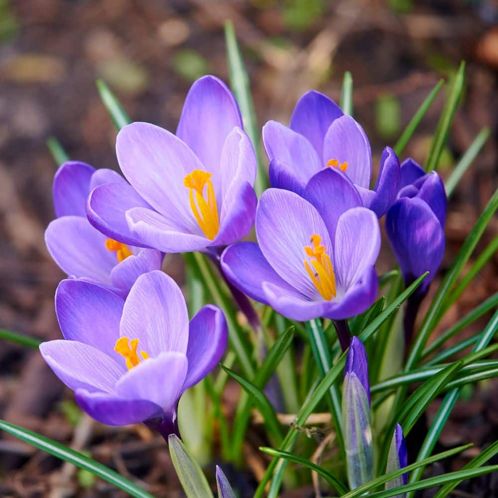 Woolpit Nurseries – Family Run Plant Nursery