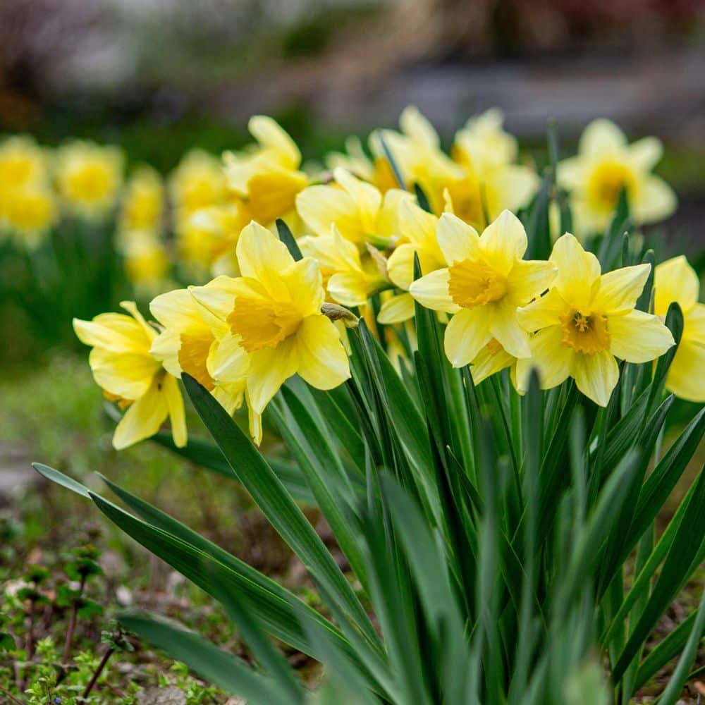 Woolpit Nurseries – Family Run Plant Nursery