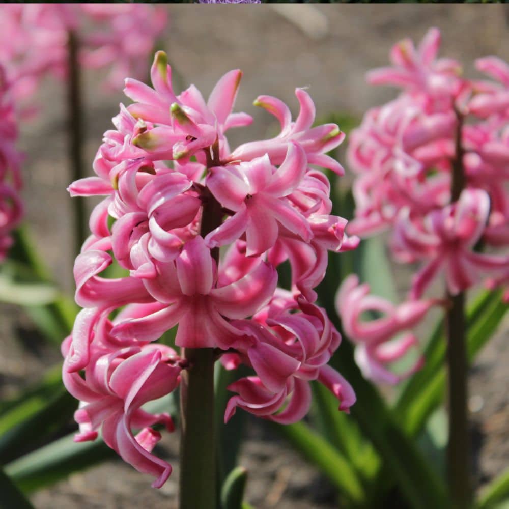 Woolpit Nurseries – Family Run Plant Nursery