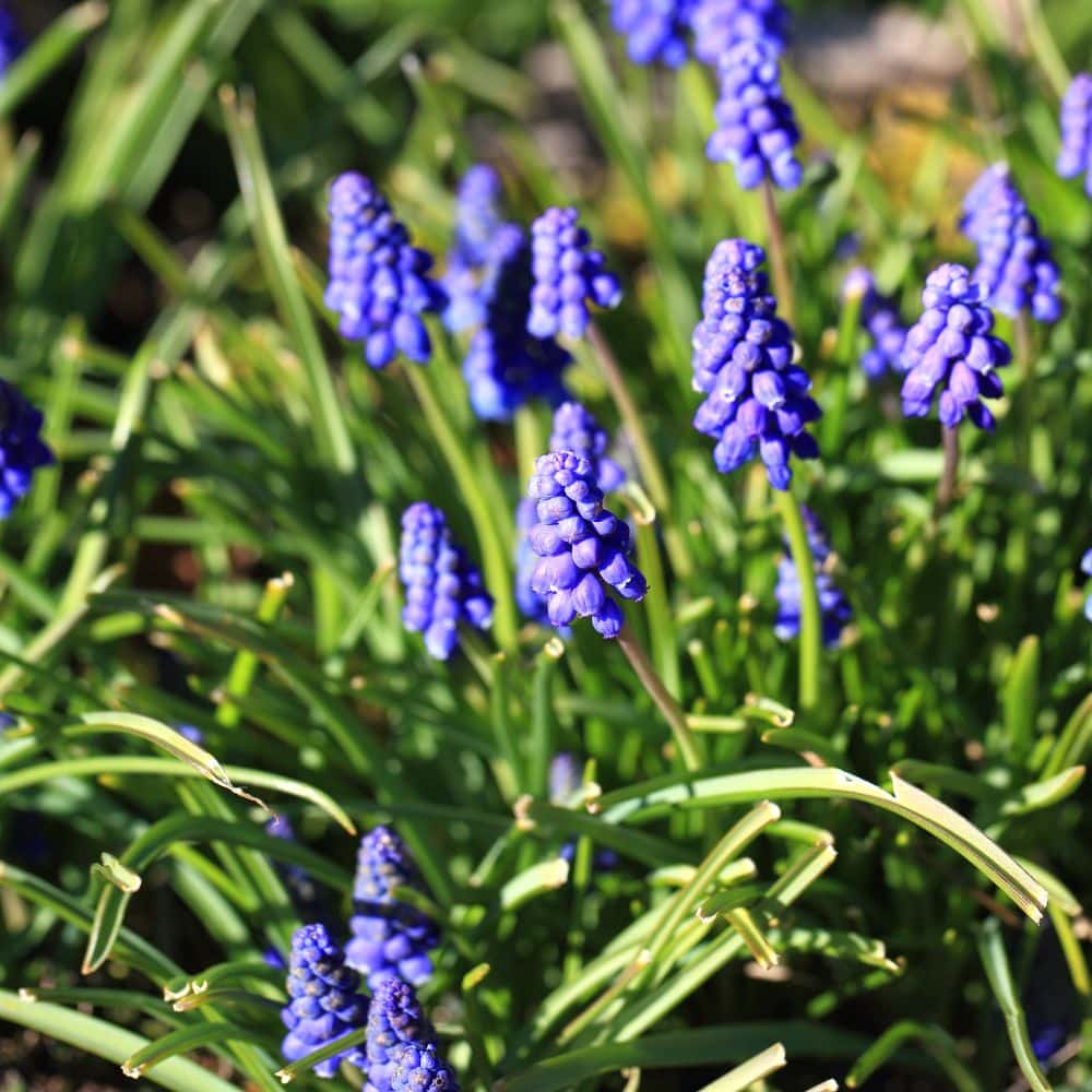 Woolpit Nurseries – Family Run Plant Nursery