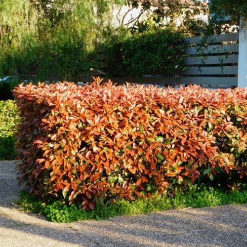 Woolpit Nurseries – Family Run Plant Nursery