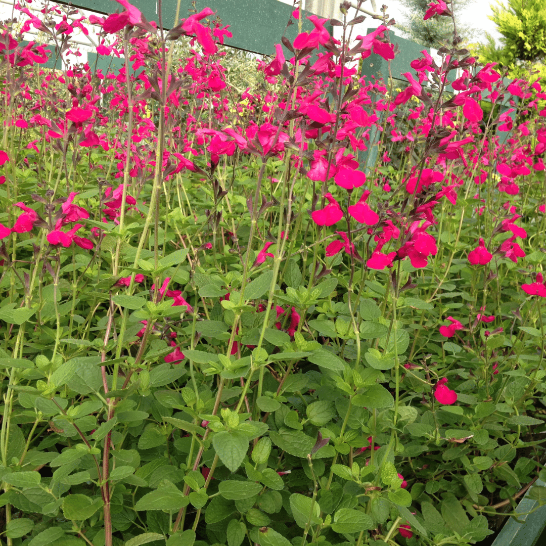 Woolpit Nurseries – Family Run Plant Nursery