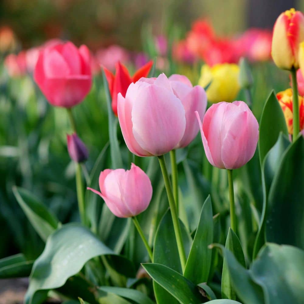 Woolpit Nurseries – Family Run Plant Nursery
