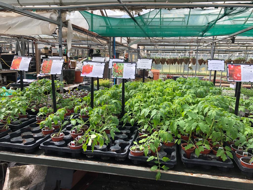 Woolpit Nurseries – Family Run Plant Nursery