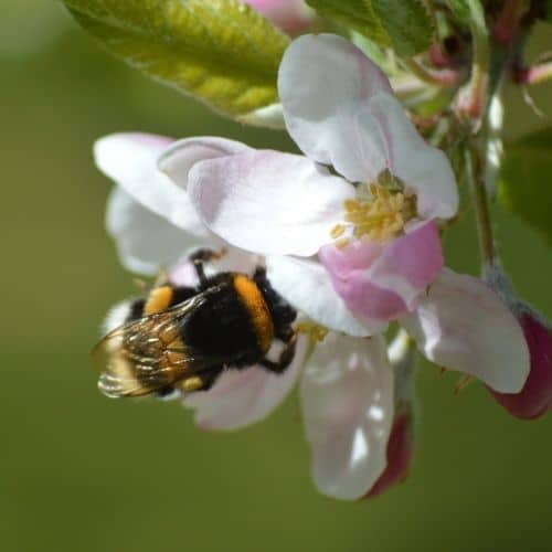 Woolpit Nurseries – Family Run Plant Nursery