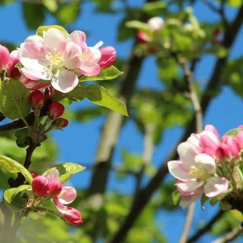 Woolpit Nurseries – Family Run Plant Nursery