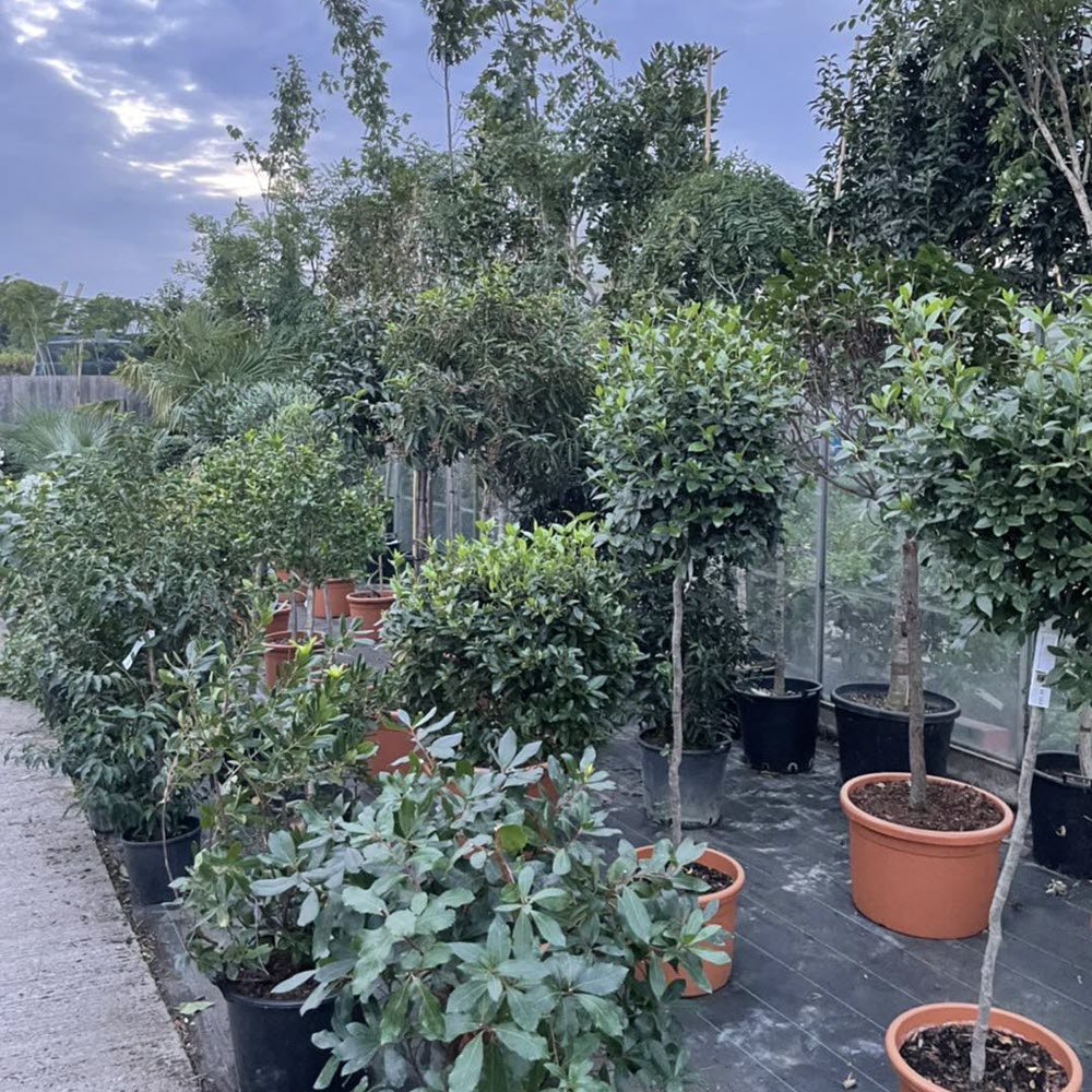 Woolpit Nurseries – Family Run Plant Nursery