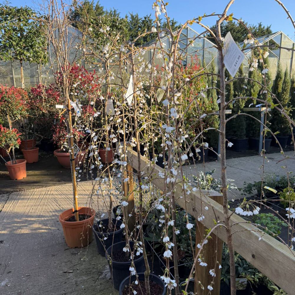 Woolpit Nurseries – Family Run Plant Nursery