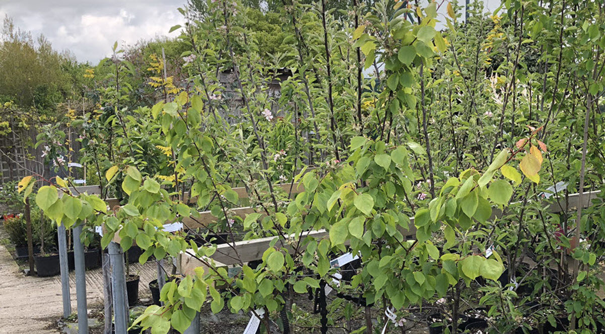 Woolpit Nurseries – Family Run Plant Nursery