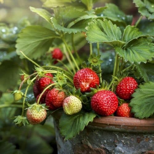 Woolpit Nurseries – Family Run Plant Nursery