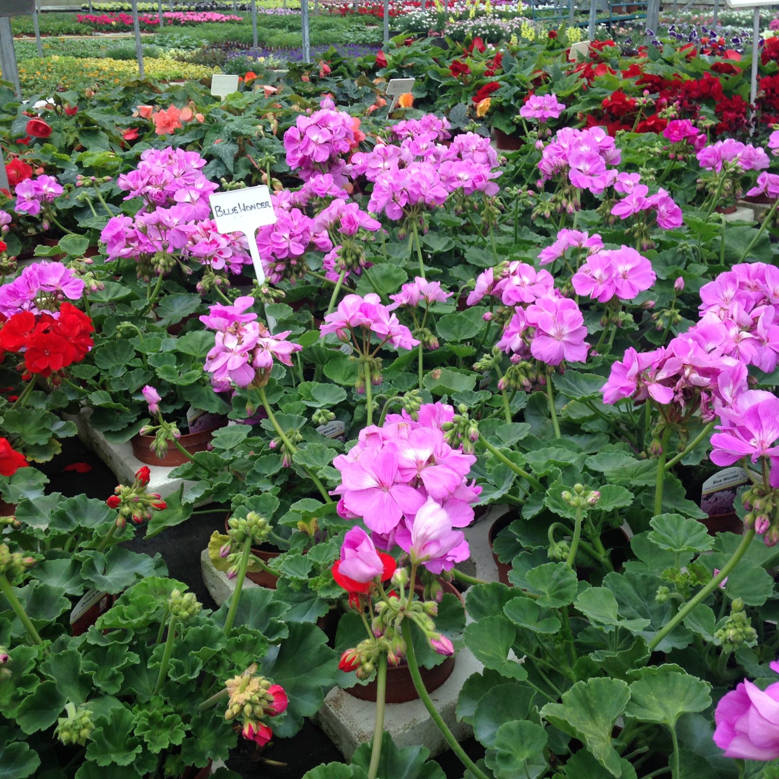 Summer bedding plants including geraniums and salvias at Woolpit Nurseries Suffolk