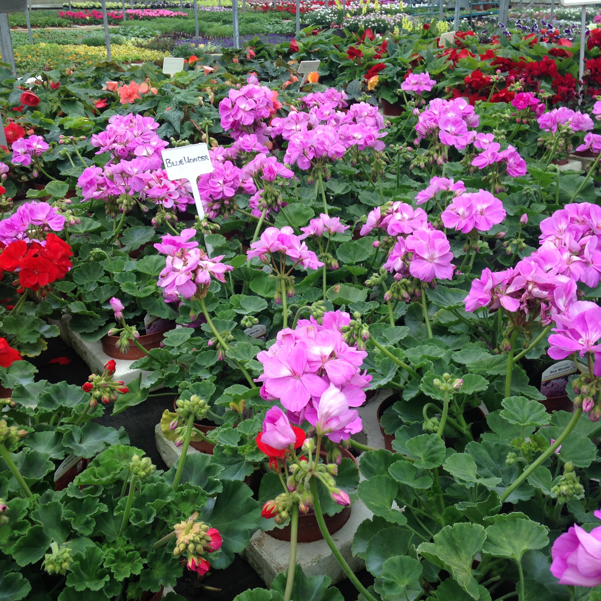 Woolpit Nurseries – Family Run Plant Nursery
