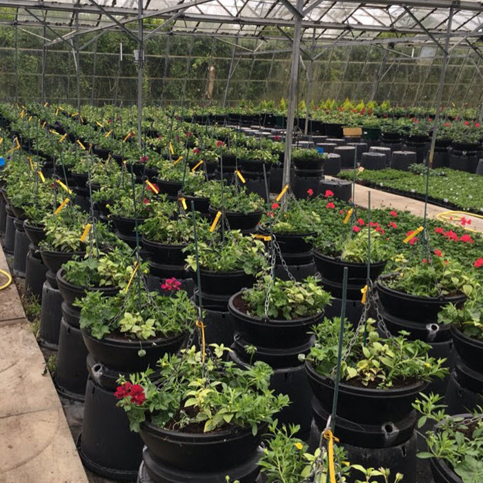 Woolpit Nurseries – Family Run Plant Nursery