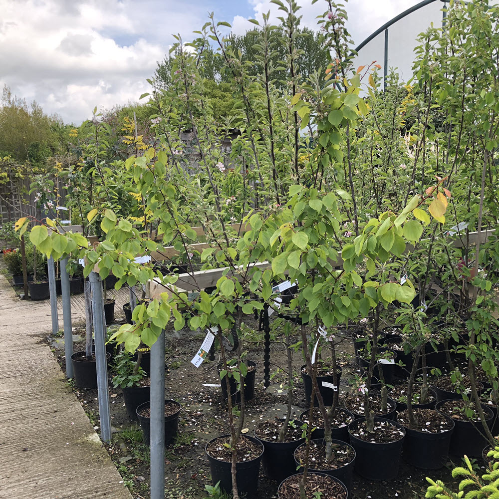 Woolpit Nurseries – Family Run Plant Nursery