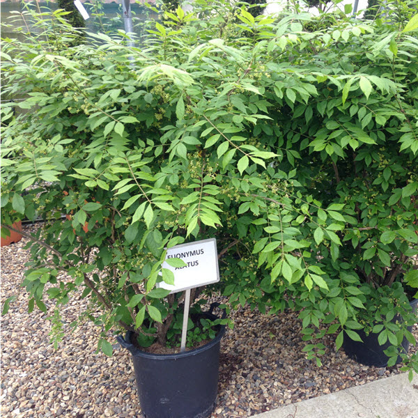 Woolpit Nurseries – Family Run Plant Nursery