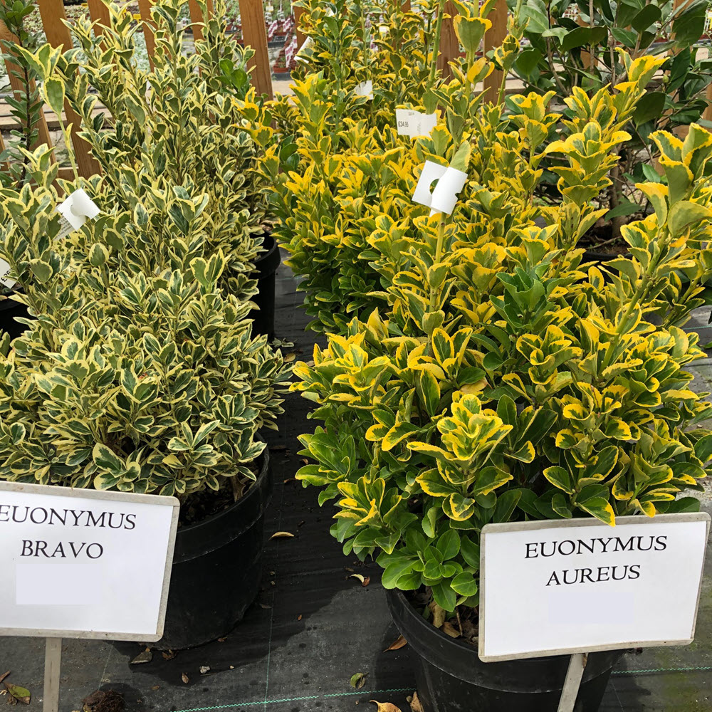 Garden shrubs for autumn planting at Woolpit Nurseries near Bury St Edmunds