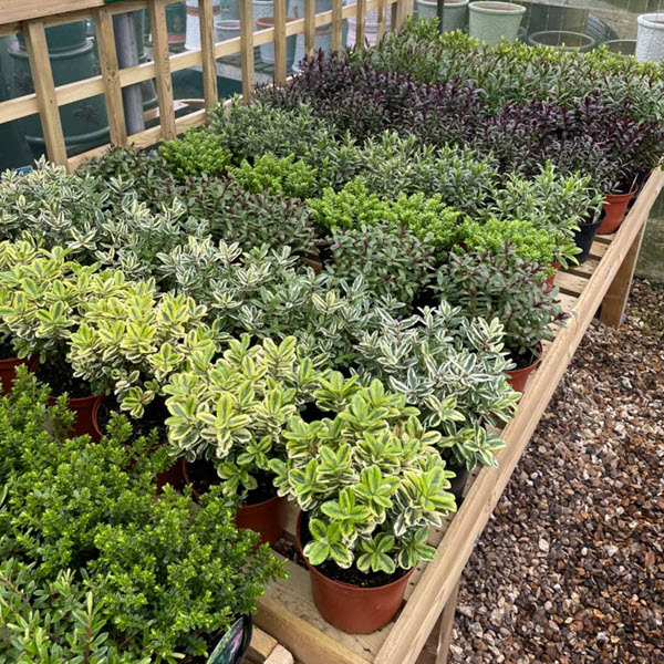 Woolpit Nurseries – Family Run Plant Nursery