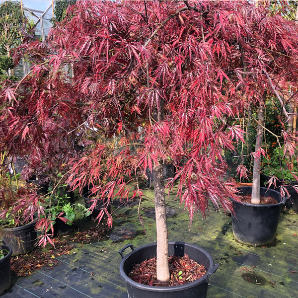 Woolpit Nurseries – Family Run Plant Nursery