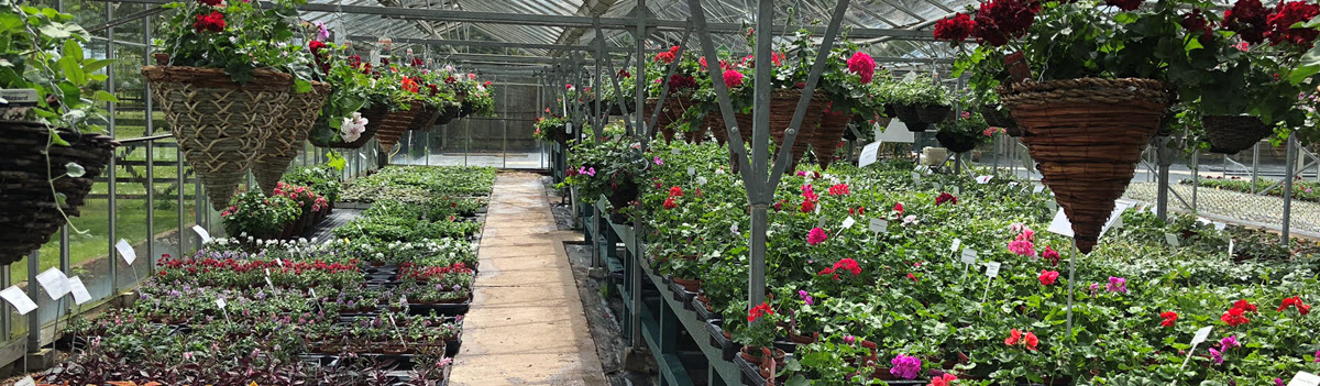 Woolpit Nurseries – Family Run Plant Nursery