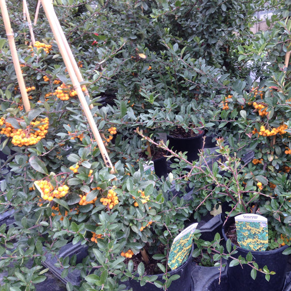 Woolpit Nurseries – Family Run Plant Nursery