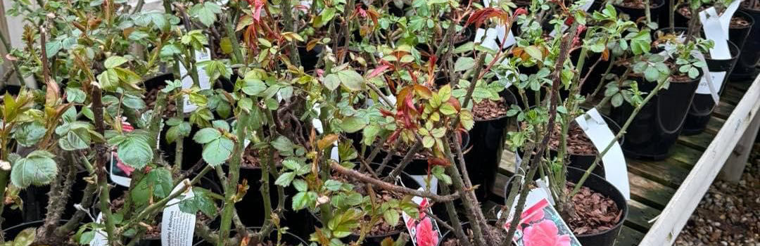 Woolpit Nurseries – Family Run Plant Nursery