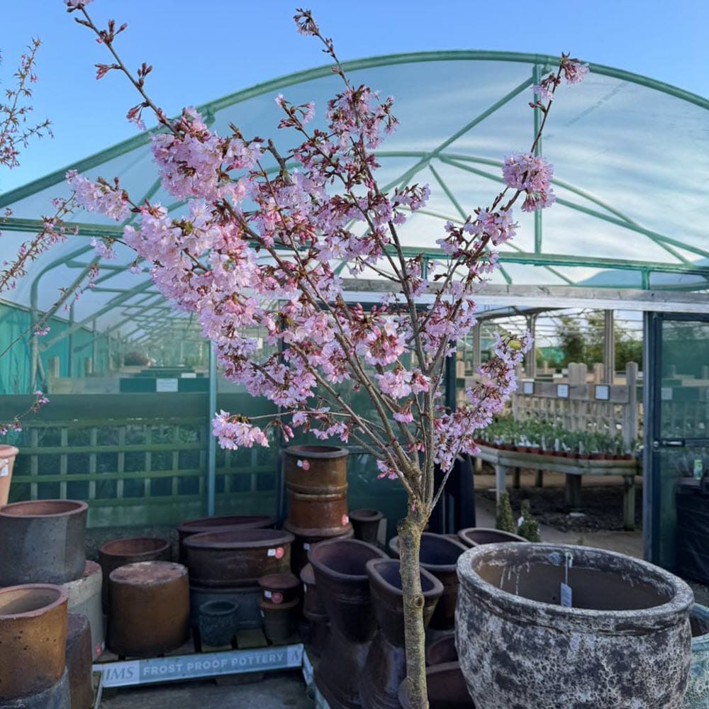 Woolpit Nurseries – Family Run Plant Nursery