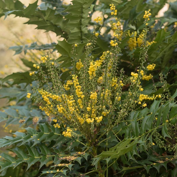 Woolpit Nurseries – Family Run Plant Nursery