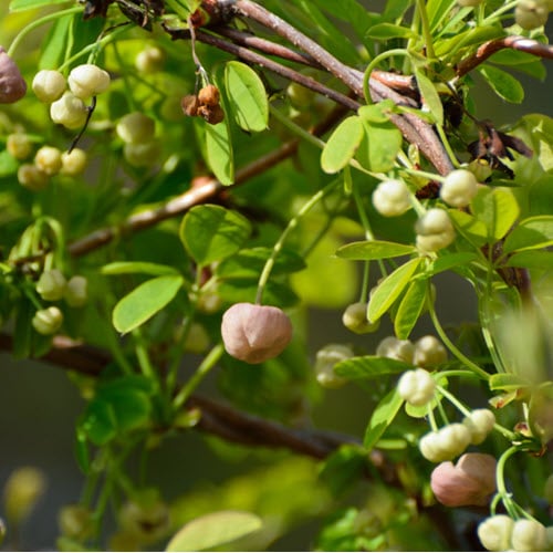 Woolpit Nurseries – Family Run Plant Nursery