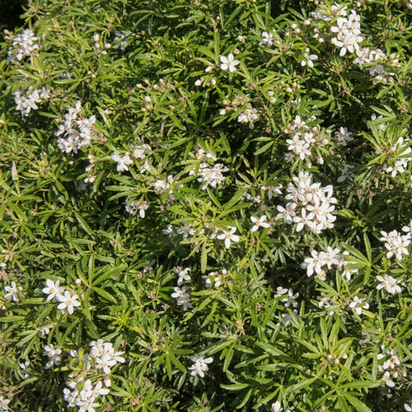 Woolpit Nurseries – Family Run Plant Nursery