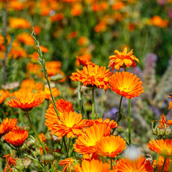 Woolpit Nurseries – Family Run Plant Nursery