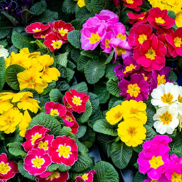 Woolpit Nurseries – Family Run Plant Nursery