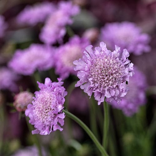 Woolpit Nurseries – Family Run Plant Nursery