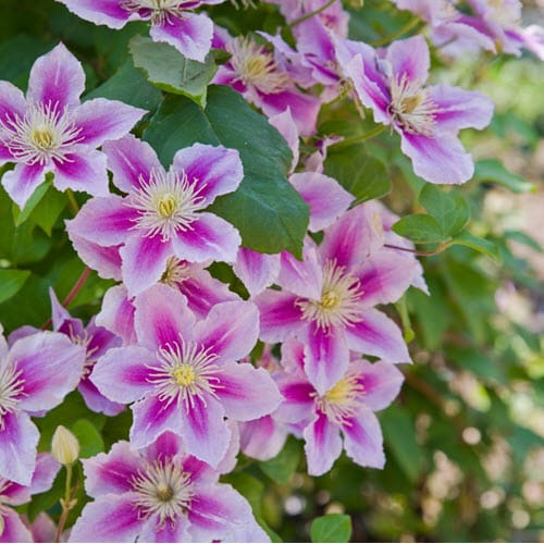 Woolpit Nurseries – Family Run Plant Nursery