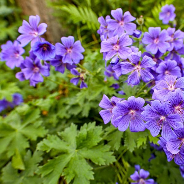 Woolpit Nurseries – Family Run Plant Nursery
