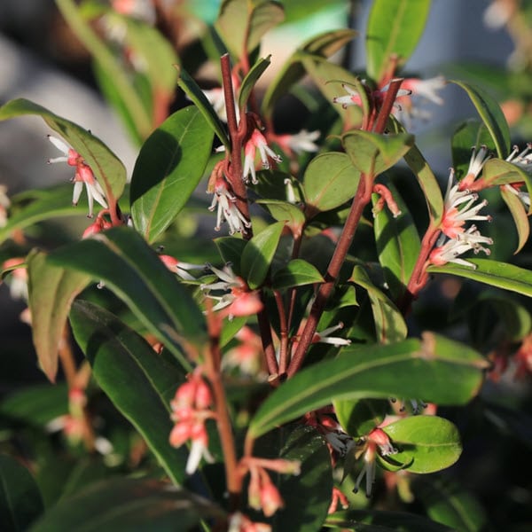 Woolpit Nurseries – Family Run Plant Nursery