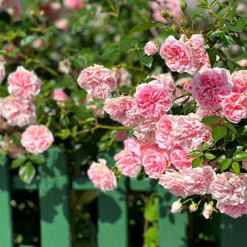 Woolpit Nurseries – Family Run Plant Nursery