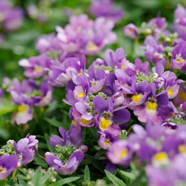 Woolpit Nurseries – Family Run Plant Nursery