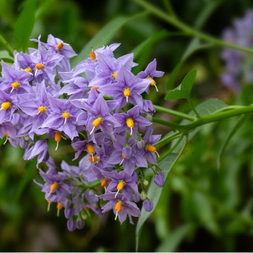 Woolpit Nurseries – Family Run Plant Nursery