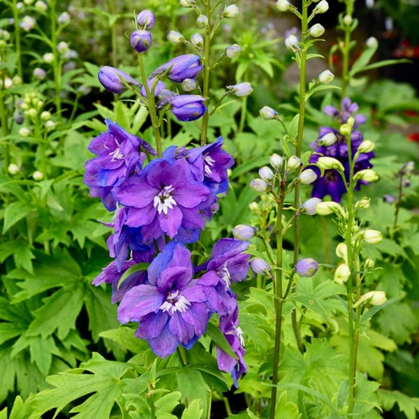 Woolpit Nurseries – Family Run Plant Nursery