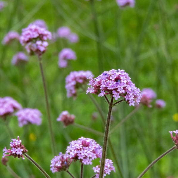 Woolpit Nurseries – Family Run Plant Nursery