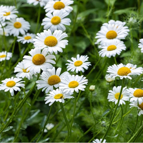 Woolpit Nurseries – Family Run Plant Nursery