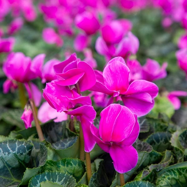 Woolpit Nurseries – Family Run Plant Nursery