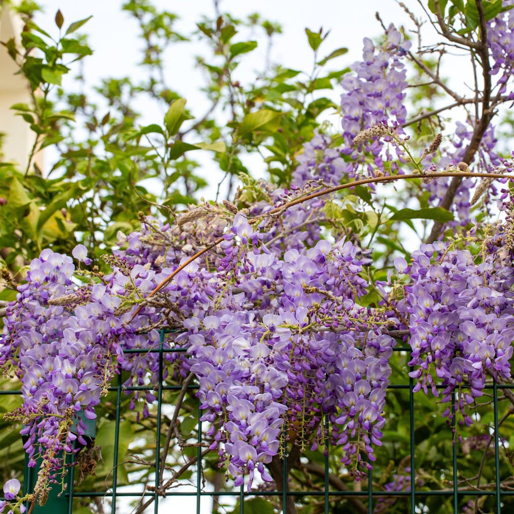 Woolpit Nurseries – Family Run Plant Nursery
